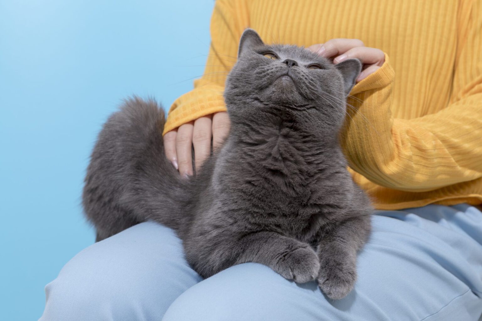 Les animaux peuvent-ils attraper le coronavirus ?  Ce qu'il faut savoir sur les animaux de compagnie et le COVID-19