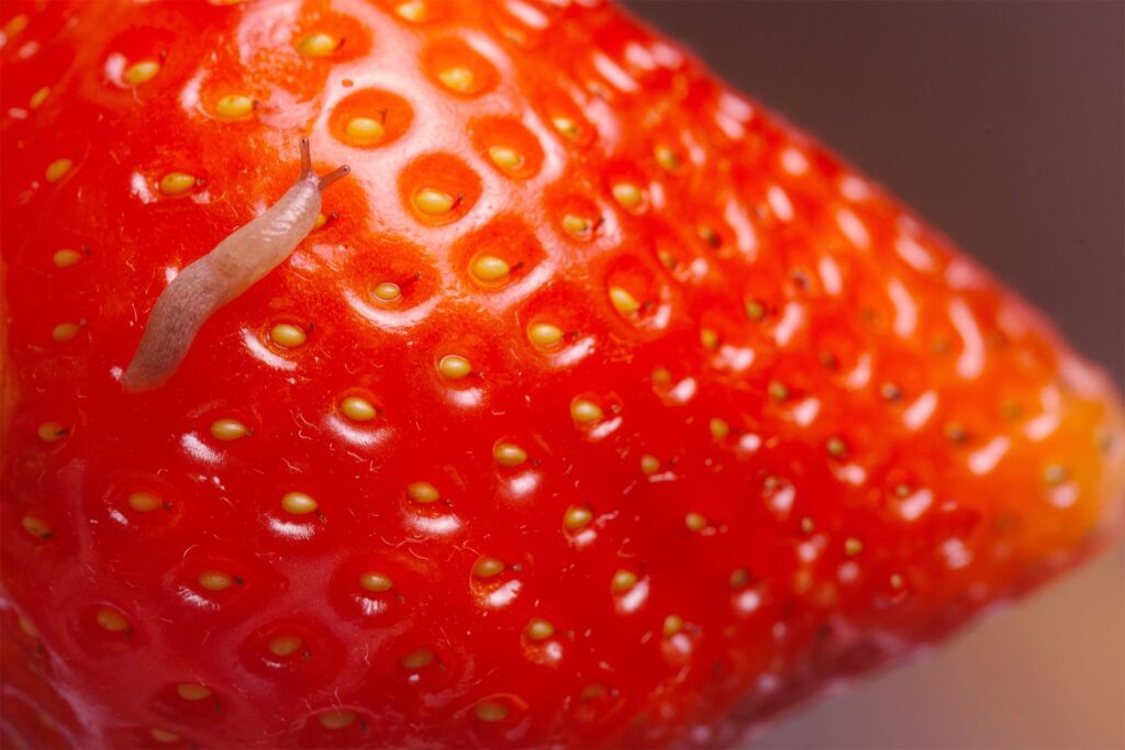 Pourquoi y a-t-il des insectes dans les fraises ?
