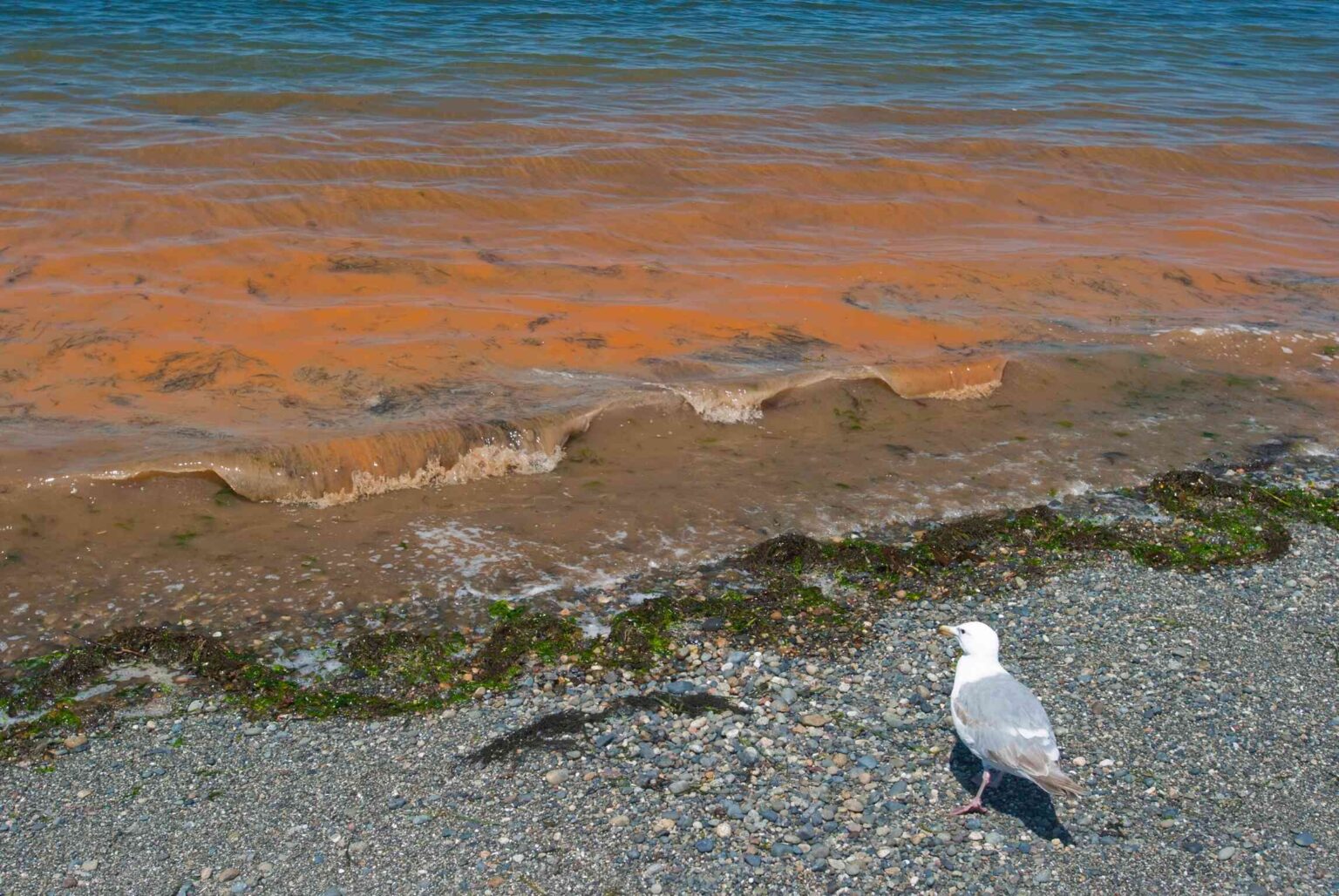 La marée rouge est-elle nocive pour les humains ? Ce qu’il faut savoir sur la récente prolifération d’algues en Floride La marée rouge est-elle nocive pour les humains ? Ce qu'il faut savoir sur la récente prolifération d'algues en Floride