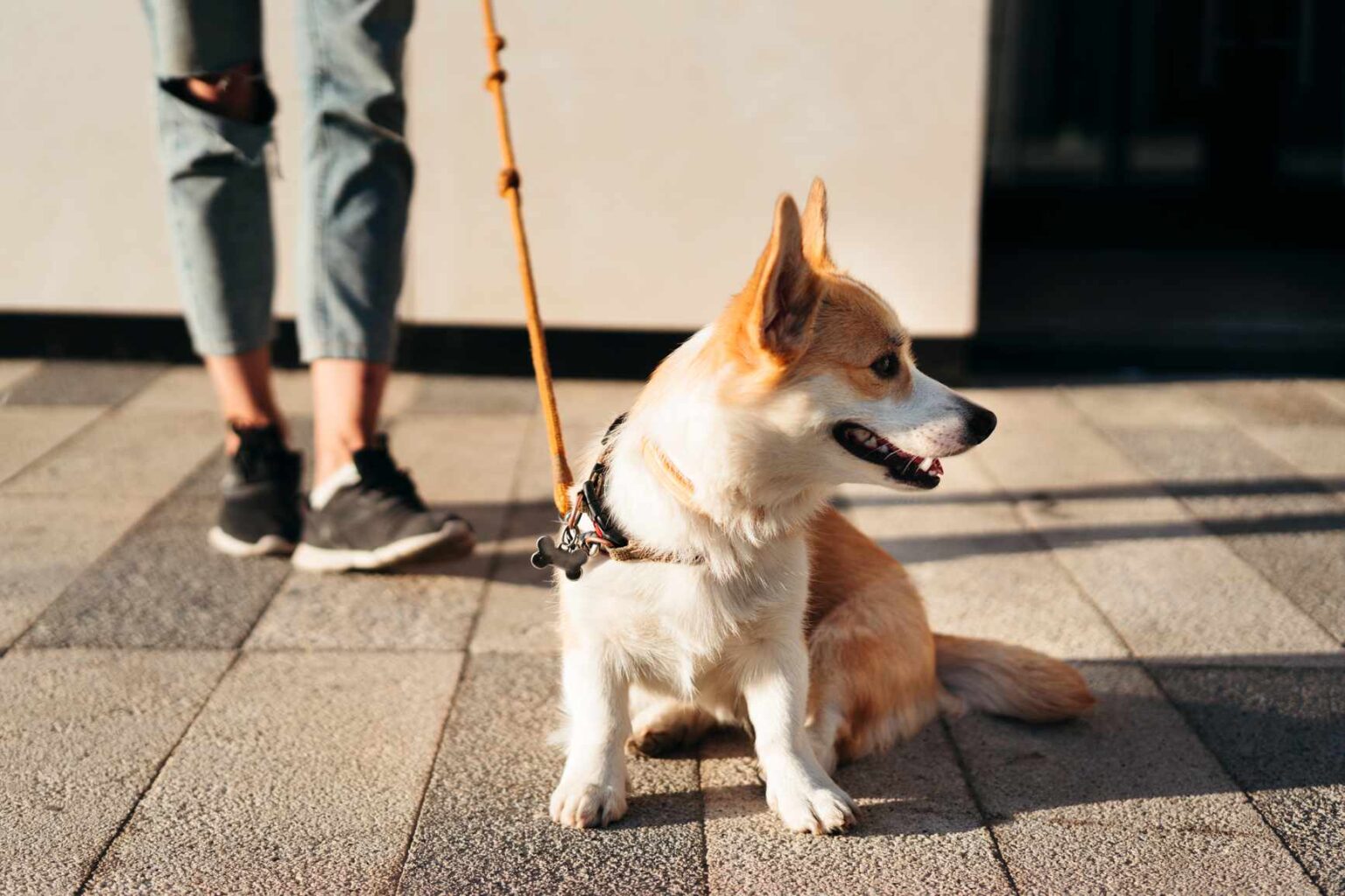 Blessures causées par la promenade de chiens : fractures des doigts et traumatismes crâniens parmi les plus courants Blessures causées par la promenade de chiens : fractures des doigts et traumatismes crâniens parmi les plus courants