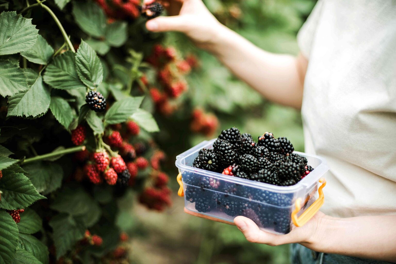 Certains aliments riches en flavanols, comme les pommes et les mûres, peuvent réduire le risque de fragilité Certains aliments riches en flavanols, comme les pommes et les mûres, peuvent réduire le risque de fragilité