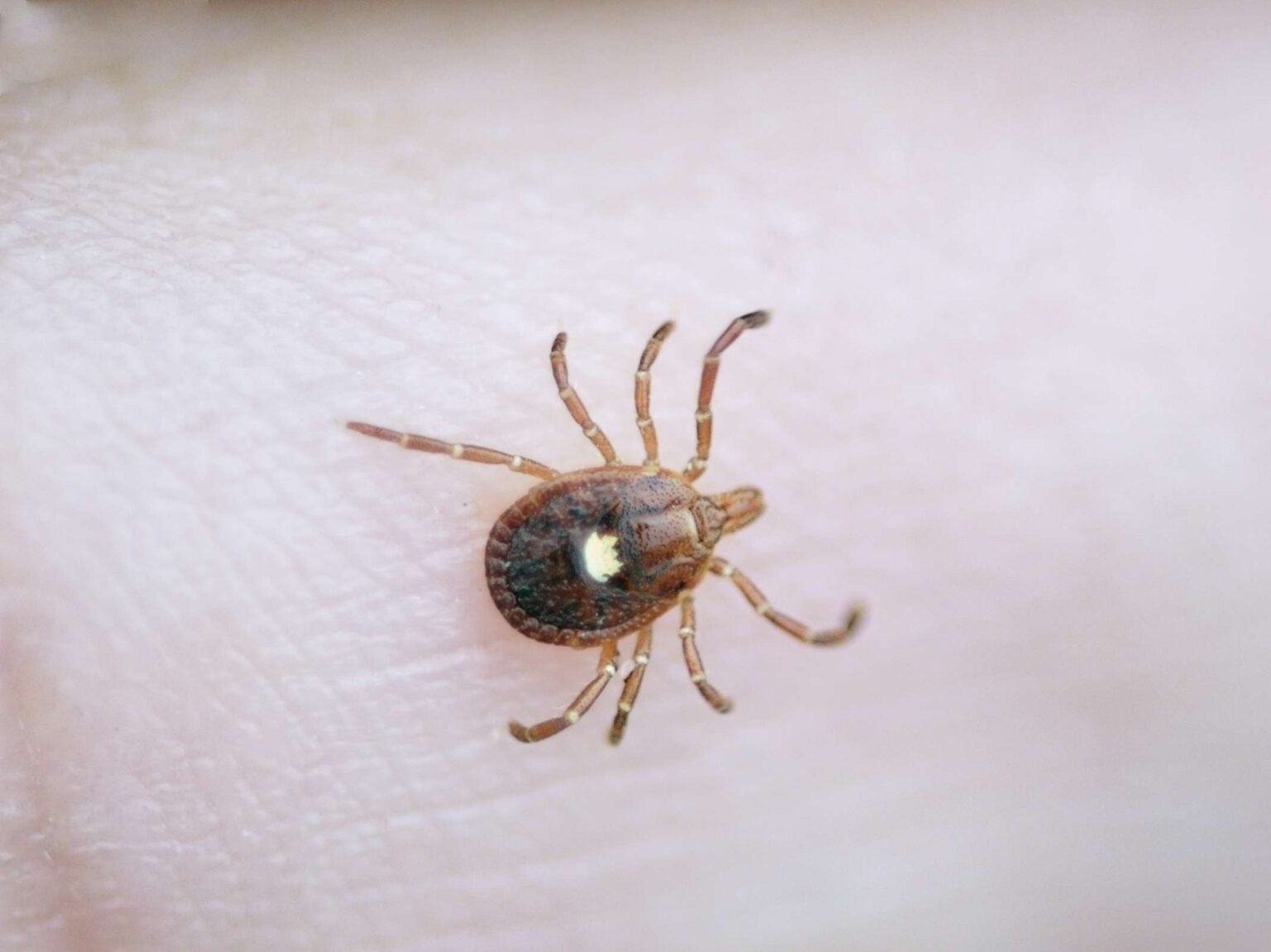 Les piqûres de tiques provoquent-elles une allergie à la viande rouge ? Ce qu’il faut savoir sur la montée du syndrome Alpha Gal Les piqûres de tiques provoquent-elles une allergie à la viande rouge ? Ce qu'il faut savoir sur la montée du syndrome Alpha Gal