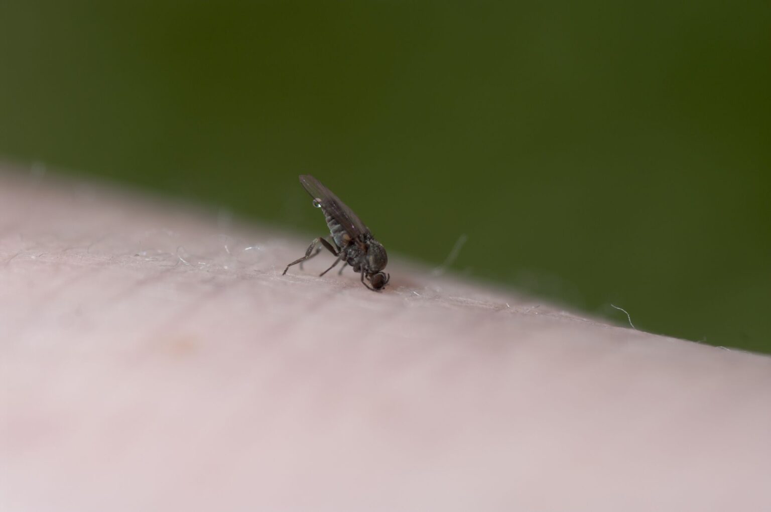 CDC : La leishmaniose pourrait être endémique au Texas et en Oklahoma