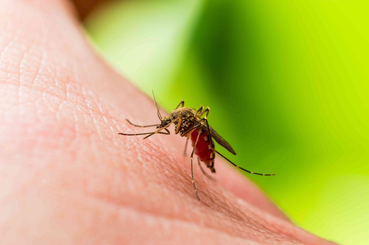 Ce qu'il faut savoir sur la « fièvre de la paresse », le virus qui s'est propagé aux États-Unis