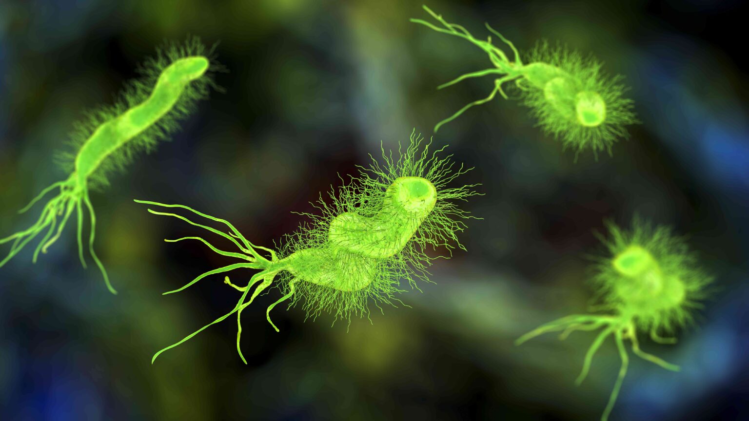 Ce qu’il faut savoir sur H. Pylori, l’agent pathogène responsable du plus grand nombre de cas de cancer dans le monde Ce qu’il faut savoir sur H. Pylori, l’agent pathogène responsable du plus grand nombre de cas de cancer dans le monde