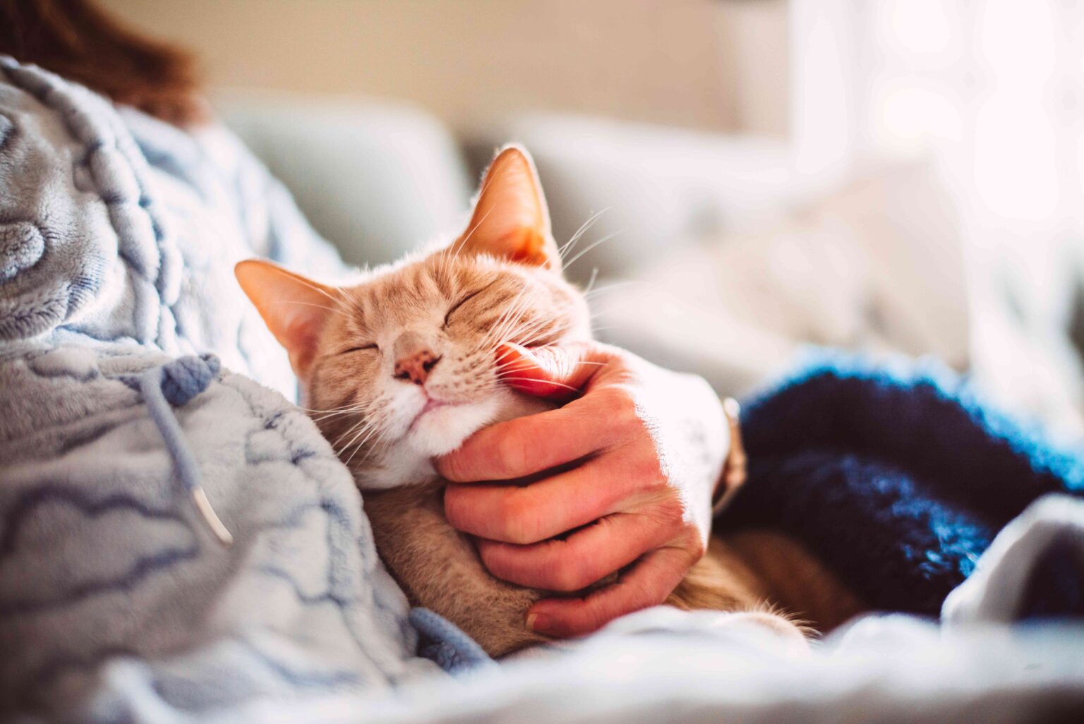 Une nouvelle étude indique que les animaux de compagnie peuvent être aussi bons pour votre santé mentale qu'un conjoint - sérieusement