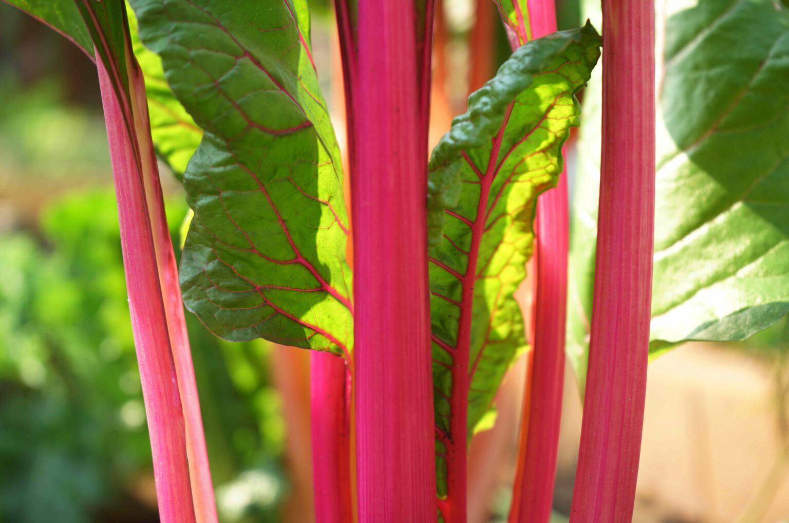 Ce vert feuillu négligé est en saison en ce moment - et rempli de nutriments