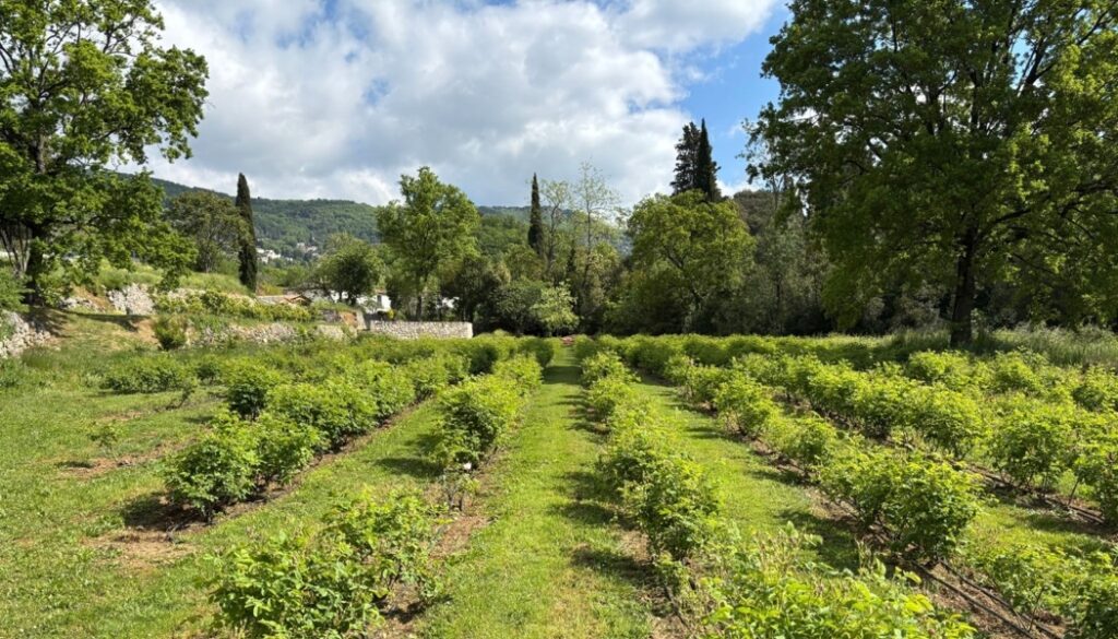 Mane dévoile un jardin expérimental dédié aux plantes à parfum et aromatiques