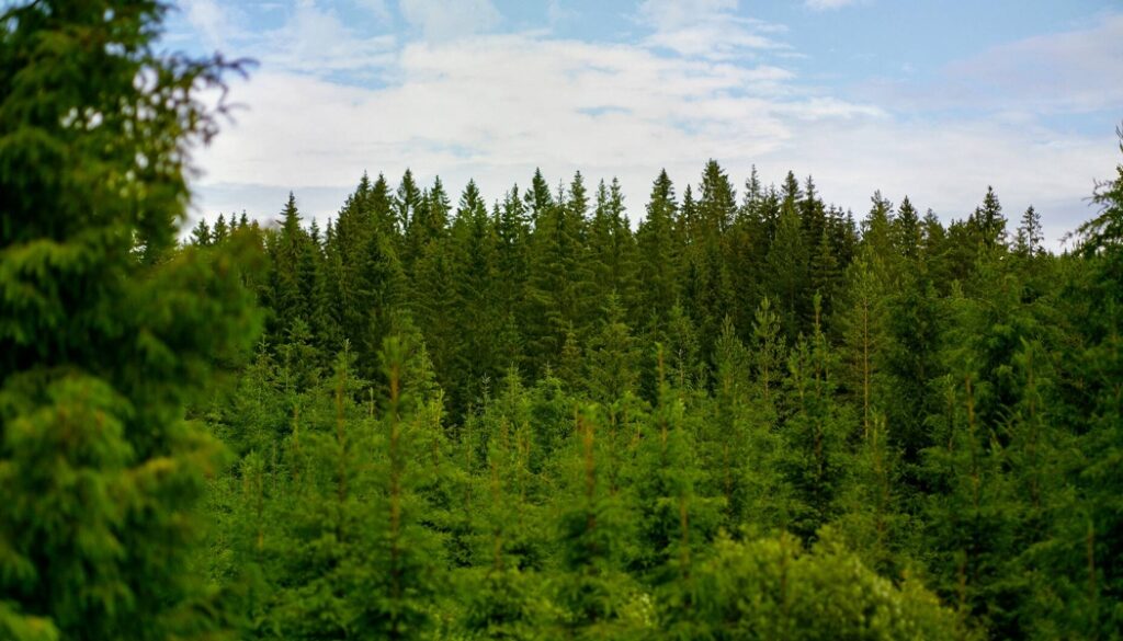 Carton : Metsä Board obtient à nouveau la note EcoVadis Platinum